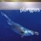 Platypus - Gerard Presencer lyrics