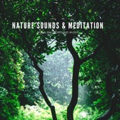 Nature Sounds & Meditation artwork