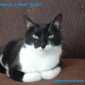 Catswithnicefaces - How Do I Want to Sit?