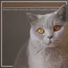 Canzoni Rilassanti per Gatti e Gattini - Musica e ninne nanne per aiutare il tuo gatto a dormire album lyrics, reviews, download