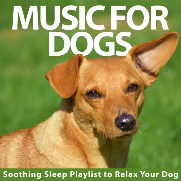 can music relax dogs