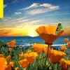 California Poppy 2 album lyrics, reviews, download