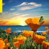 California Poppy 2