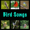 Chimney Swallow (Hirunda Rustica) - Birds