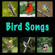 Birds Thrush Nightingale (Luscinia Luscinia) free listening