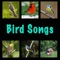 Sedge Warbler (Acrocephalus Schoenobaenus) - Birds lyrics