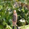 Always - Elizabeth Lyons lyrics