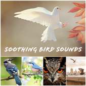 Nature Ambience - Bird Sounds