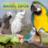 Exotic Birds album lyrics, reviews, download