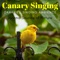 Canaries Soft Singing artwork