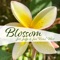 Blossom - Joss Jaffe & Jim 