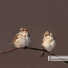 Soothing Birds - Birds In The Forest, Sounds of Nature Zone & Forest Sounds