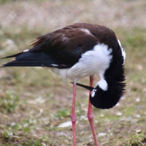 Komatöses „Nickerchen“