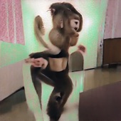 Andrew VanWyngarden - Dance Monkey