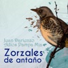 Zorzales de Antaño - Juan Darienzo - Adiós Pampa Mia