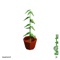 Valonia Ventricosa - QuadratoX lyrics