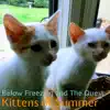 Kittens of Summer album lyrics, reviews, download