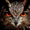 Owl Vision - DJ Jpan lyrics