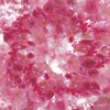 Cherry - Single