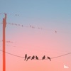 Birds Out - Single