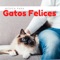 Peludo - Pet Couture lyrics