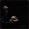 All Petals Are Gone - Single