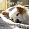 Playfull - Puppy Sleep lyrics