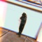 Burberry Coat - GucciJay lyrics