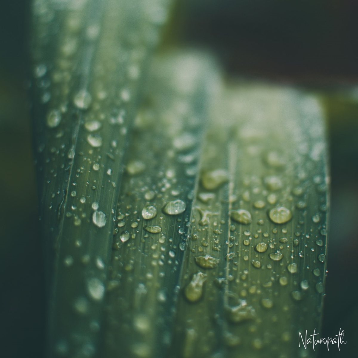 ‎Rainfall - EP by Naturopath on Apple Music