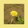 Oohyo - Dandelion (Single Ver.)