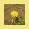 Dandelion (Full Version) - Oohyo lyrics