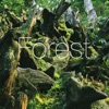 Forest - Single artwork