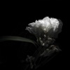 Cory Chisel - Songbird Interlude