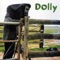 Colouring - Dolly lyrics