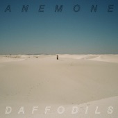Anemone - Daffodils