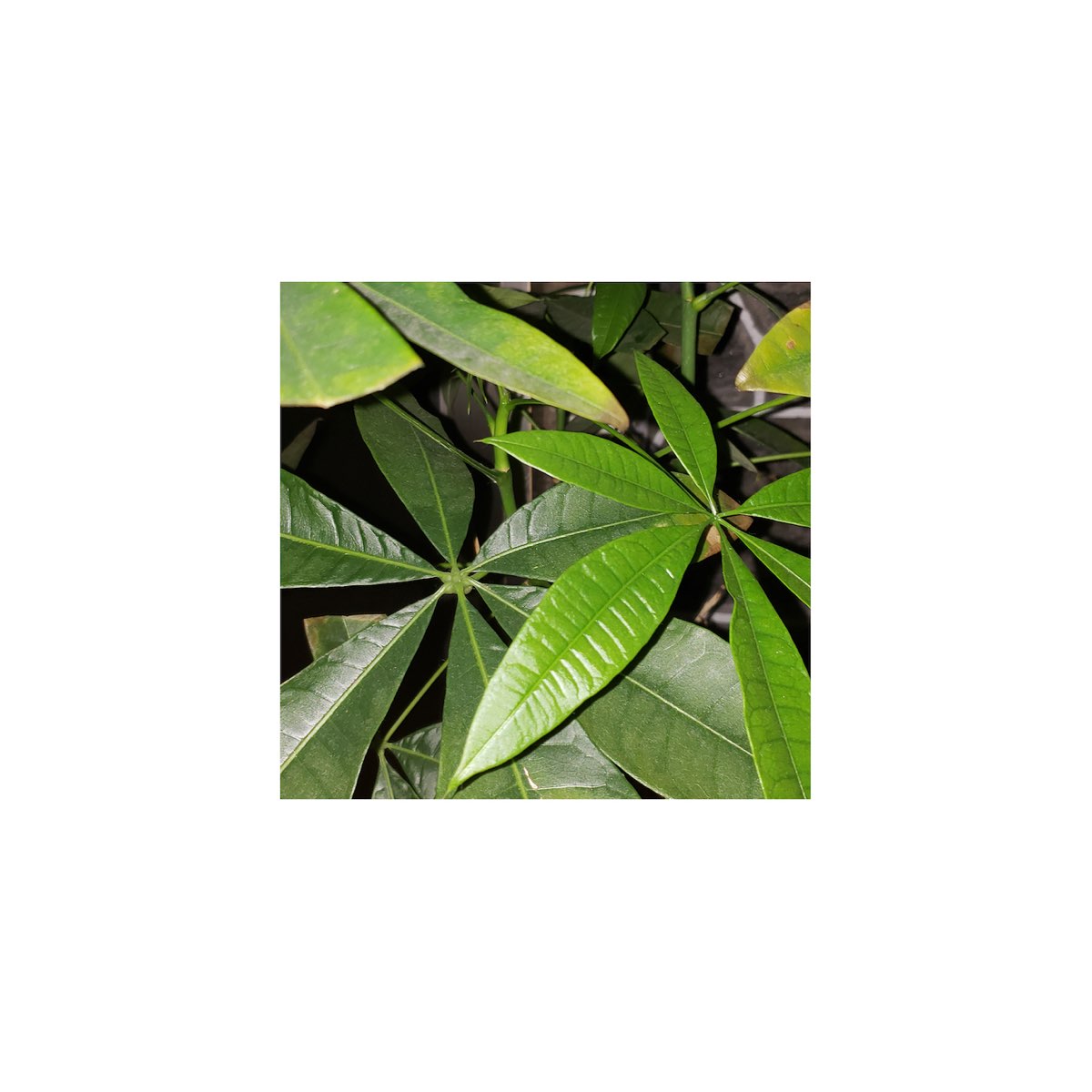Apple Music에서 감상하는 Kiko Kaid의 Bluntlips - Single Kiko Kaid의 Bluntlips - Single