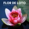 Flor de Loto - Mente Abierta & Meditación Maestro lyrics