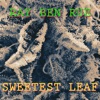 Sweetest Leaf - Single artwork