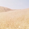 Fields of Gold - Single