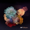 Bloom - Single