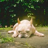 Mommydog - Single