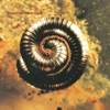 Closer by Nine Inch Nails iTunes Track 4