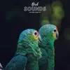 Bird Sounds Natural Sleep Aid - Single album lyrics, reviews, download