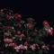 Did To Me (Sped Up) - Under the Influence - ROSYE lyrics
