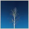 Birch Tree - Single album lyrics, reviews, download