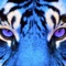 Animal (feat. Ama Ka'rin) - Davis Chris & Mr Foster lyrics