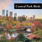 Central Park Birds artwork