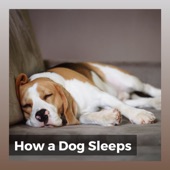 How a Dog Sleeps artwork