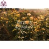 jelk - Why Can't I Have You
