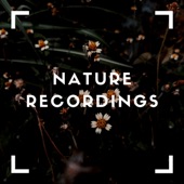 Natural Sounds for Sleep artwork